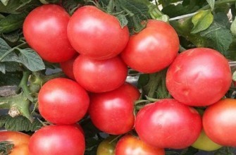 มะเขือเทศสีแดง