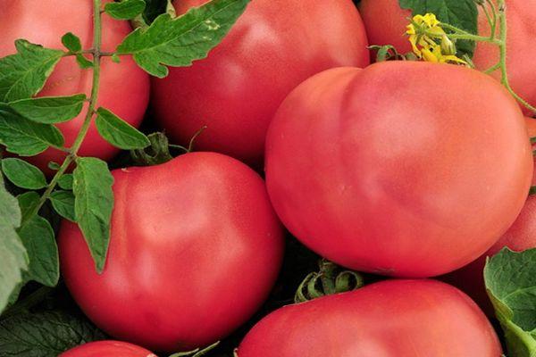 มะเขือเทศสุก