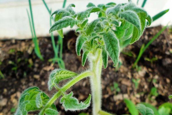pousse de tomate