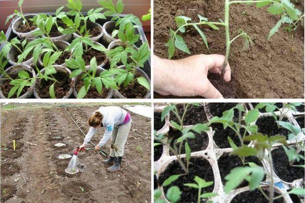Cultiver des tomates