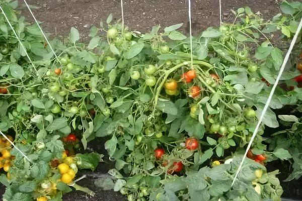 buisson de tomates