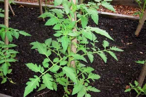 Description de la variété Rowan Beads et recommandations de culture