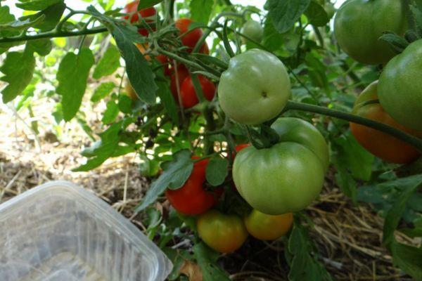 มะเขือเทศสีเขียว