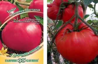 มะเขือเทศหวาน