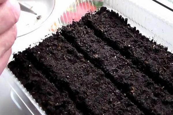 Terreau pour tomates