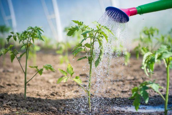 Arroser les tomates