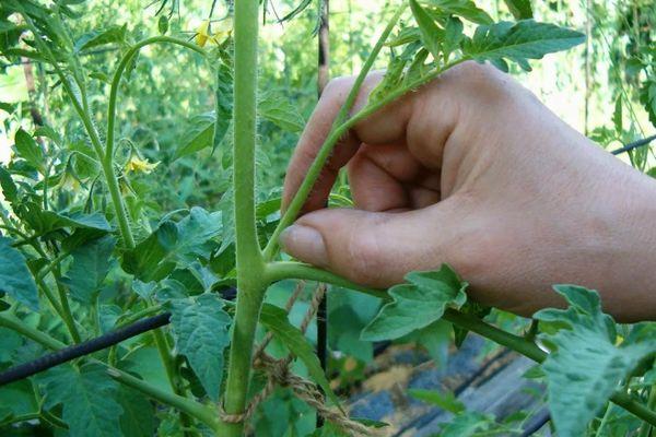 Suppression des branches