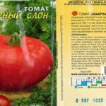 ลักษณะของมะเขือเทศ