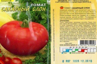 ลักษณะของมะเขือเทศ