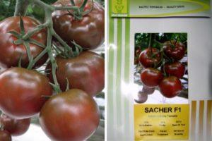 คำอธิบายบทวิจารณ์มะเขือเทศ Sasher F1 และคนสวน