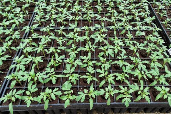 ต้นกล้ามะเขือเทศ