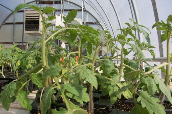 ถั่วงอกมะเขือเทศ