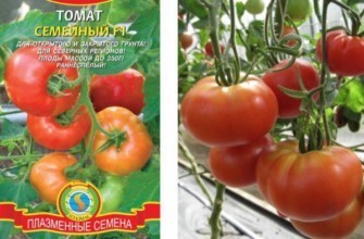 เมล็ดมะเขือเทศ