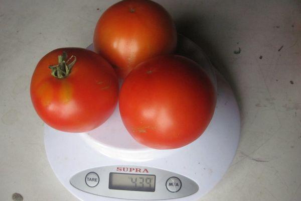 การชั่งน้ำหนักมะเขือเทศ