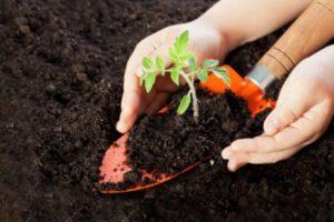 คำอธิบายเกี่ยวกับมะเขือเทศ Semenych F1 และการปลูกพันธุ์ที่กำหนด