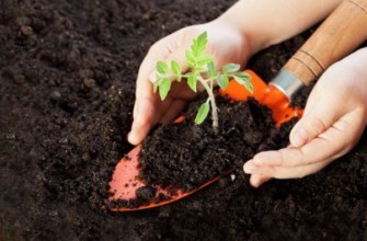 ดินสำหรับปลูกมะเขือเทศ