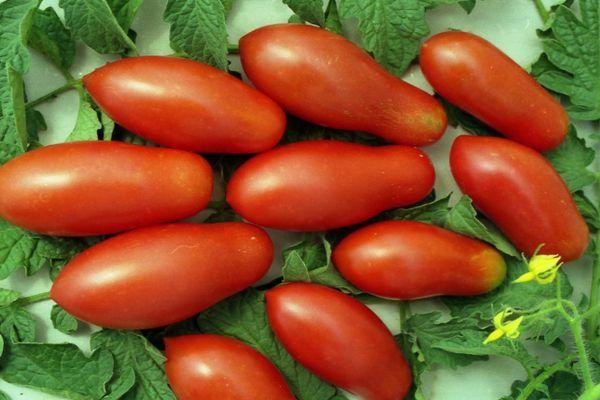 Tomates à fruits longs