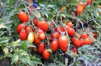 มะเขือเทศผลยาว