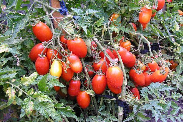 Tomates à fruits longs