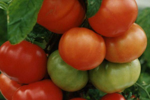 ผลมะเขือเทศ