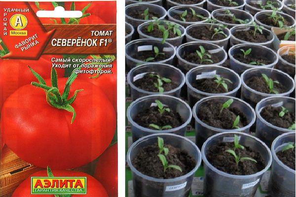 การปลูกต้นกล้า