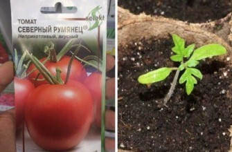 เมล็ดมะเขือเทศ