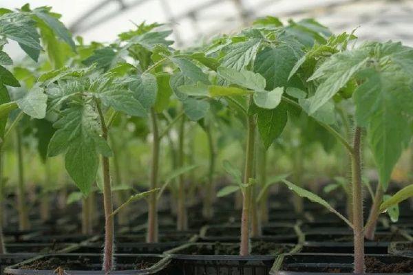 plants de tomates