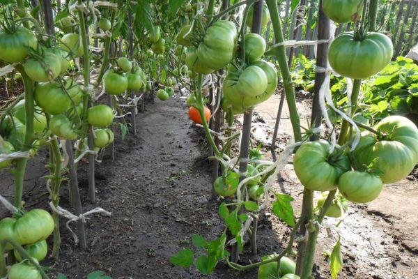 Tomates vertes