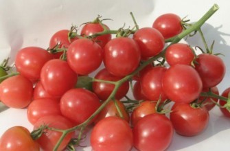 แปรงกับมะเขือเทศ