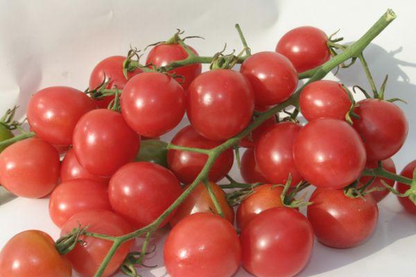 Un pinceau avec des tomates