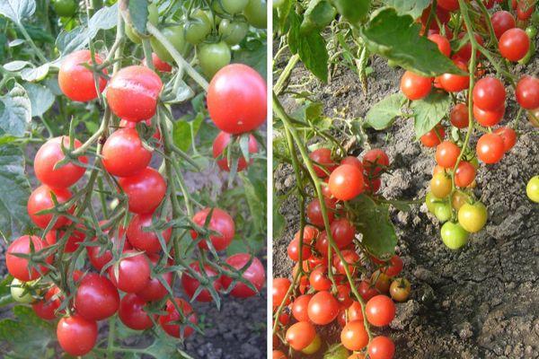 Cultiver des tomates