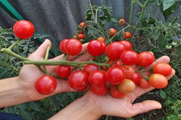Une branche avec des tomates