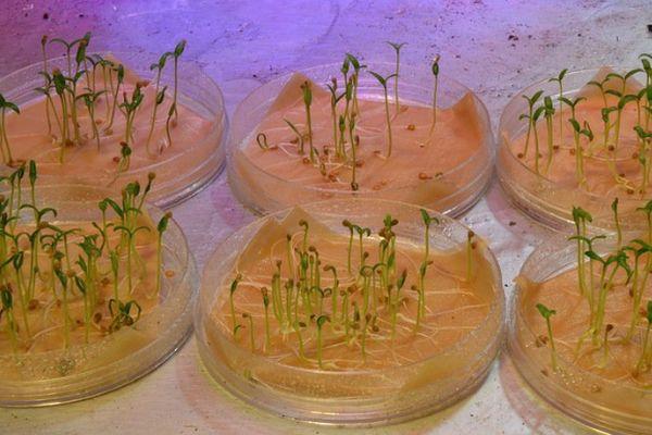 การแช่เมล็ดพันธุ์