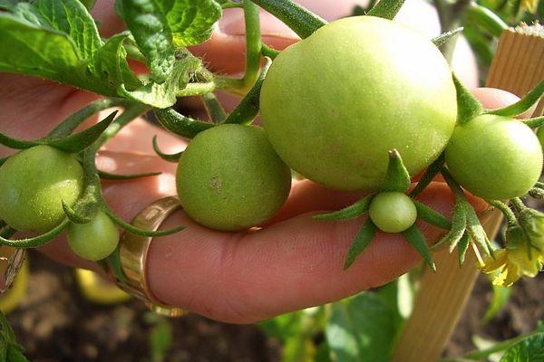 มะเขือเทศสีเขียว