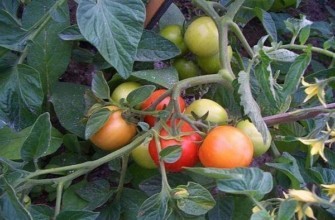 มะเขือเทศไหม