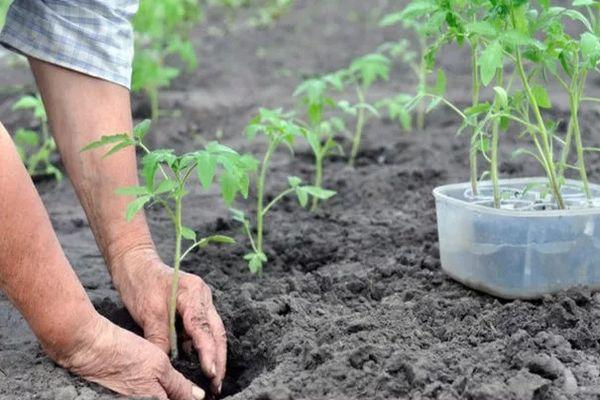 การปลูกต้นกล้า