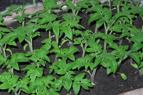 ถั่วงอกมะเขือเทศ