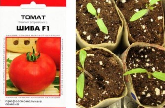 เมล็ดมะเขือเทศ