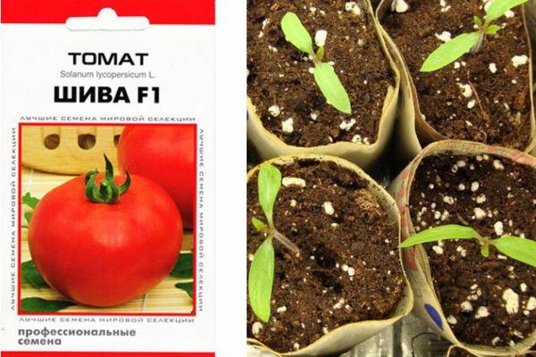 เมล็ดมะเขือเทศ