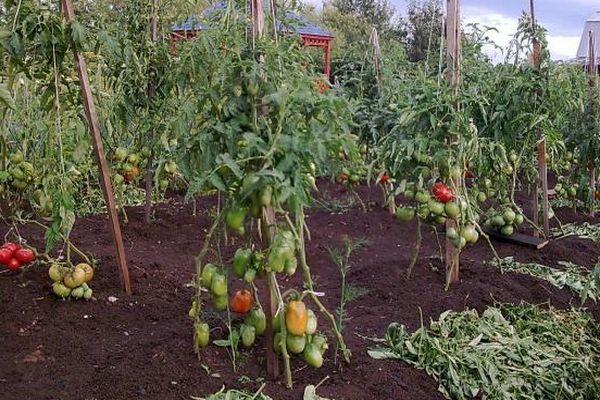 การปลูกมะเขือเทศ