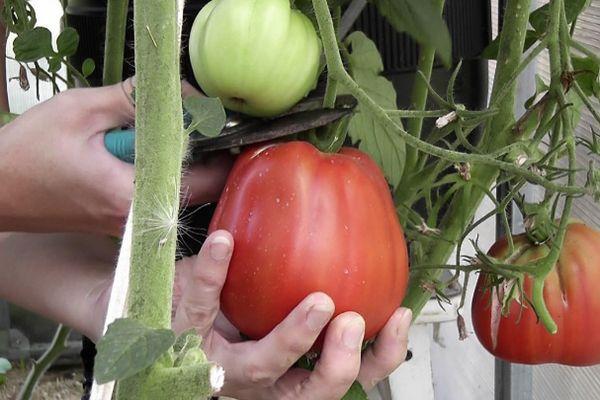 การตัดแต่งพุ่มไม้