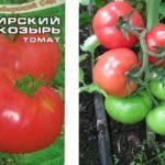 เมล็ดมะเขือเทศ