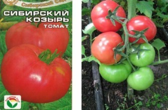 เมล็ดมะเขือเทศ