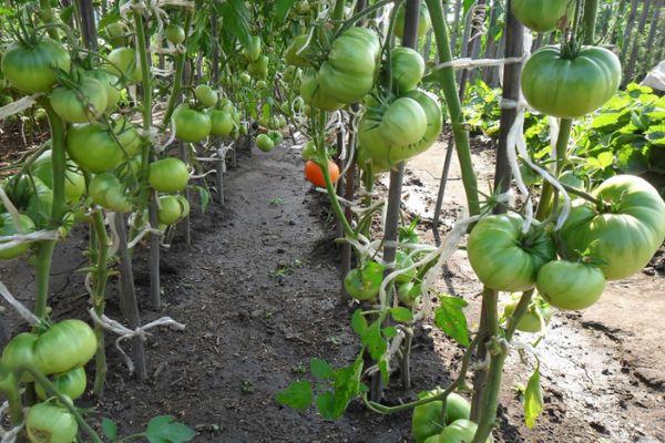 การปลูกมะเขือเทศ