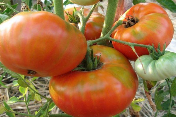 มะเขือเทศขนาดใหญ่