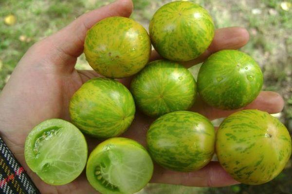 มะเขือเทศในฝ่ามือของคุณ