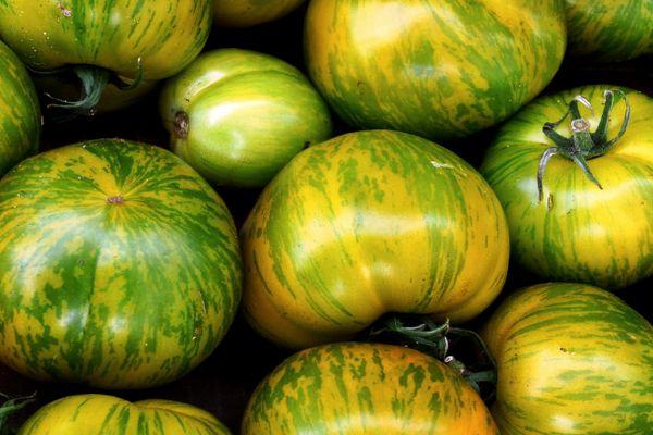 การเก็บเกี่ยวมะเขือเทศ