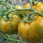 มะเขือเทศสีเขียว