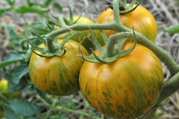 มะเขือเทศสีเขียว