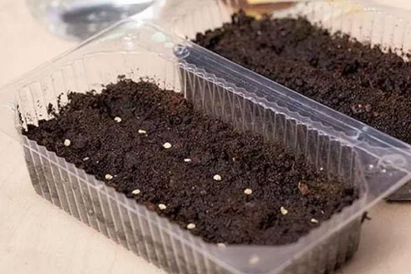 การหว่านเมล็ดพันธุ์